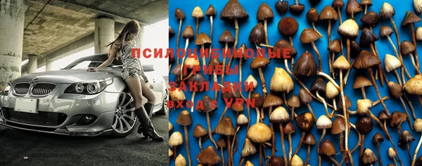 прущие грибы Бородино
