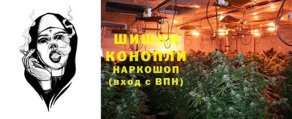 прущие грибы Бородино