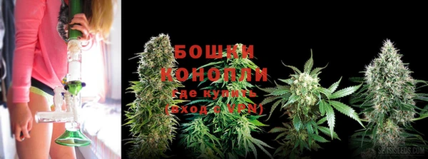 прущие грибы Бронницы